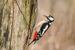 大斑啄木鸟图片